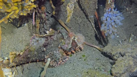 Tassled Scorpionfish Stock Footage 339988199