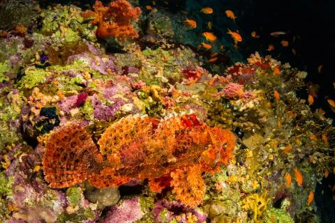 Tassled scorpionfish Stock Photos