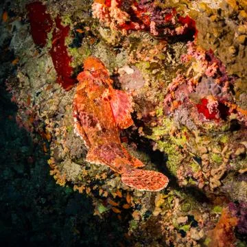 Tassled scorpionfish Stock Photos