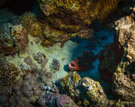 Tassled scorpionfish Stock Photos