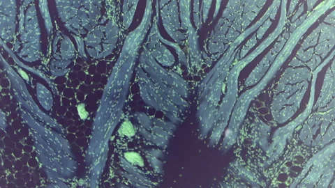 Taste buds under the microscope. 400 times magnification. Cellular structures Video stock 265183312
