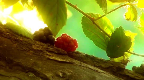 Taste of Heaven Background Loop Stock Footage 27189598