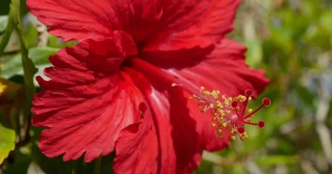 The taste of Hibiscus 4K Video stock 72371145
