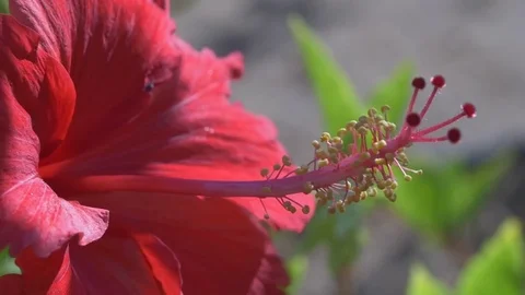 The taste of Hibiscus 4K Video stock 72371315
