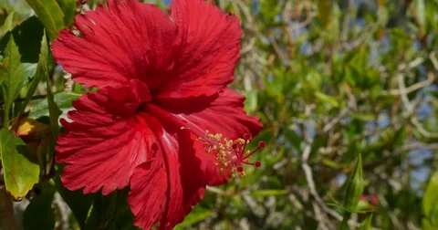 The taste of Hibiscus 4K Video stock 72371792