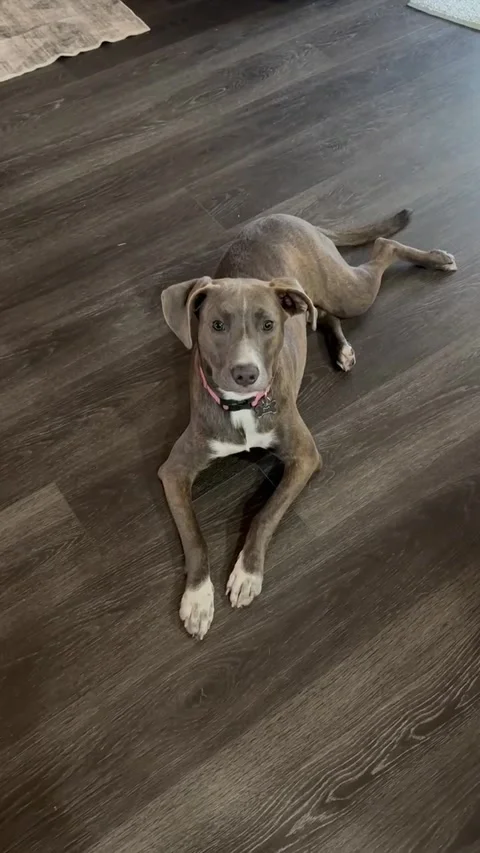 The Taste Test Stock Footage 313292163