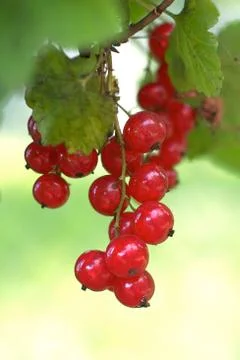 Tastefull healthy red ribes  tree from Europe Stockfoto's
