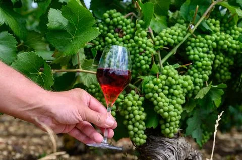 Tasting of sparkling red wine with bubbles champagne on summer festival rou.. Stock Photos