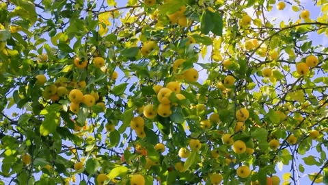 Tasty apples on apple tree Stock Footage 160969451