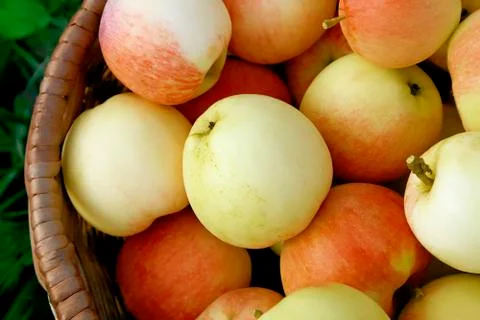 Tasty apples Stock Photos