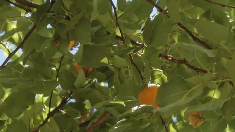 Tasty apricots hangs on branches Stock Footage 91788128