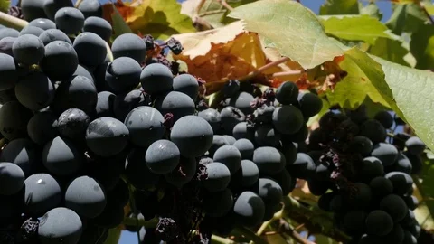 Tasty common grape fruit in vineyard Stock Footage 81866151