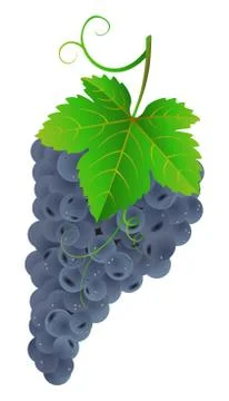 Tasty dark grape Illustrazione stock