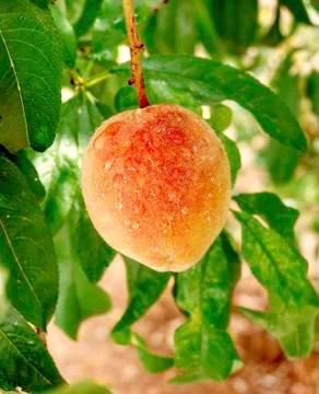 Tasty peach Stock Photos