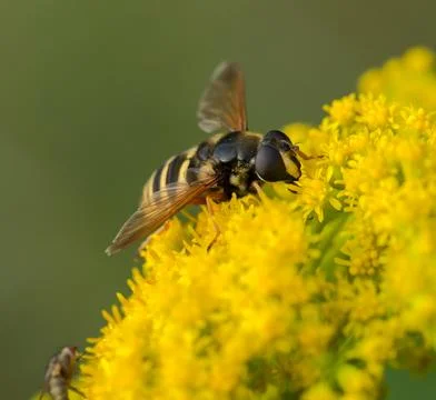 Tasty pollen Foto stock