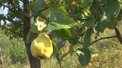 Tasty quince Stock Footage 8975532