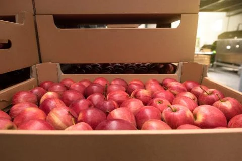 Tasty red apples in a box in the fruit production complex Stock Photos