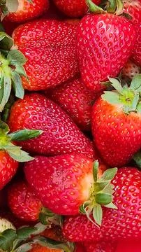 Tasty red strawberries Stock Photos
