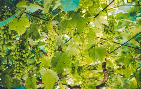 Tasty Ripe Grape 写真素材