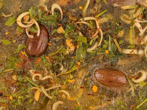 Tasty spices Stock Photos