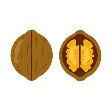 Tasty walnut on white background, vector illustration Illustrazione stock