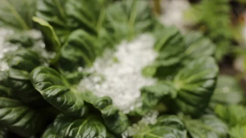 Tat Soi Focus to Back Stock Footage 122962765