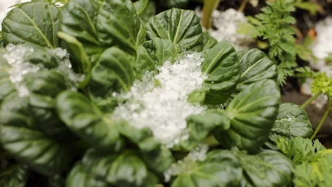 Tat Soi Focus to Front Stock Footage 122963910