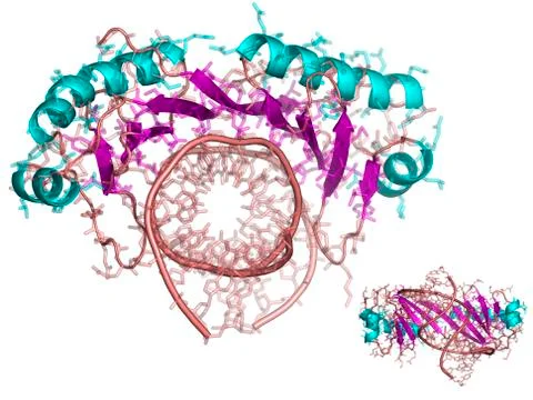 Tata box-binding protein, molecular model Stock Illustration