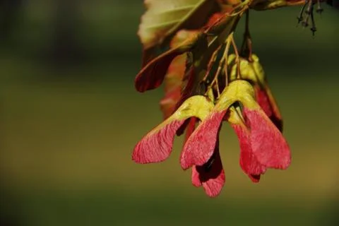 Tatarian Maple Red Samaras Stock Photos