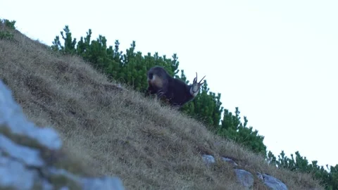 Tatra Chamois Near Dwarf Pine on Mountain Slope Stock-Footage 345629062