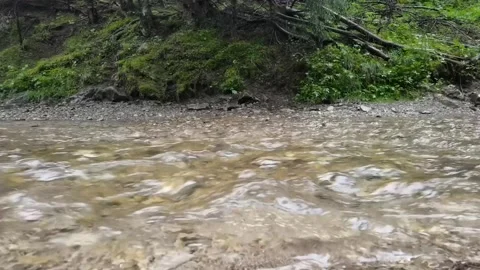 Tatra mountain forest river running fast Vídeos de archivo 329059152