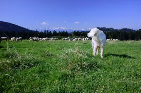Tatra sheepdog - herding dog Stock Photos