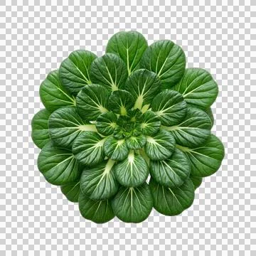 Tatsoi greens arranged in circular pattern on transparent background health.. 写真素材