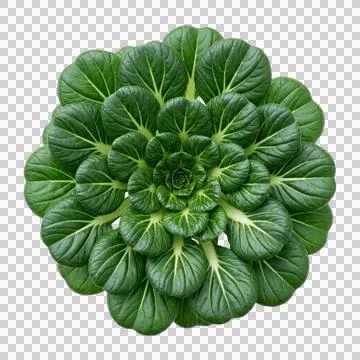 Tatsoi greens arranged in circular pattern on transparent background health.. Stock Photos