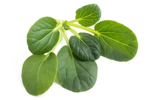 Tatsoi Stock Photos
