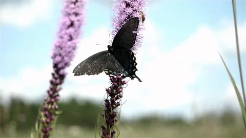 Tattered butterfly getting nectar from a wild flower. Video stock 123445698