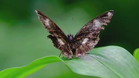 Tattered butterfly rests on green leaf close up shot showing fine wing details Stock Footage 345484311