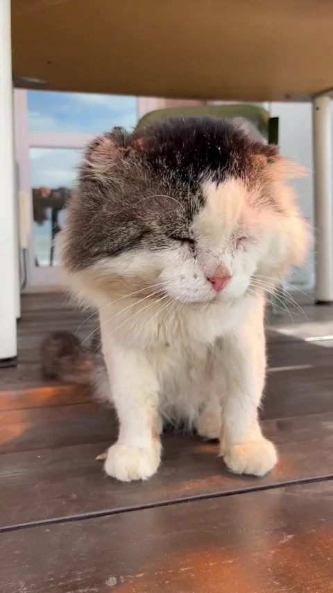 Tattered cat Stock Footage 296998997