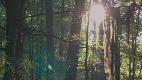 Tattered rags hanging from trees in a sunlit forest Stock Footage 346256069