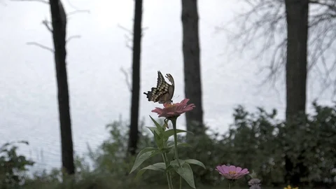 Tattered swallowtail by the lake drinks nectar then flies away. Video stock 91899993