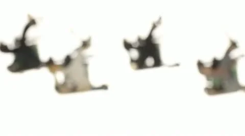 Tattoo Machines white backdrop Stock Footage 12310240