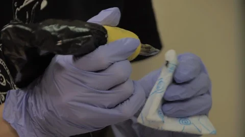 Tattoo master in blue gloves brushes a tattoo machine, slow motion Stock Footage 129299854