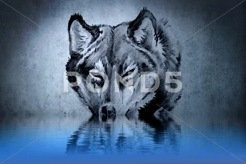Tattoo of a wolf's head with water reflections Stock Illustration
