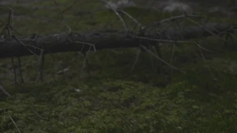 Tattooed hands touching the moss in a dark forest Stock Footage 106087293