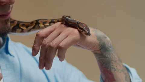 Tattooed Owner Interacting with Python Isolated on Copy Space Background Stock Footage 302411070