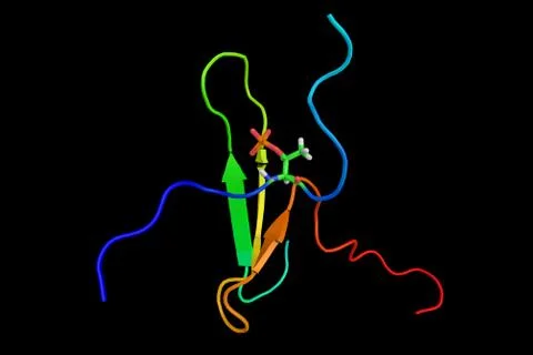 Tau proteins (3d structure shown) stabilize microtubules. Abundant in neuro.. Stock Illustration