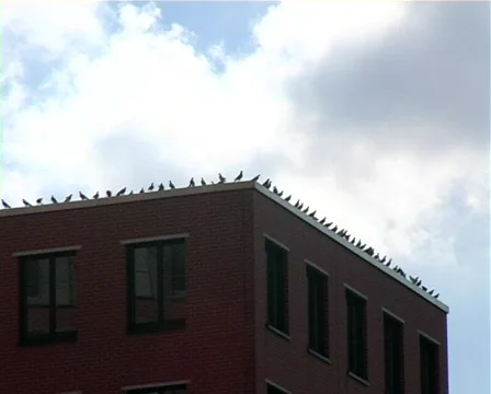 Taubenschwarm PP Video stock 98039