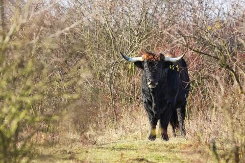 Tauros Programme started  ecological restoration and rewilding of Aurochs - B Stock Photos