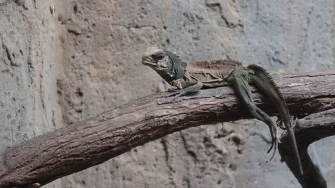 Tautara 動画素材 125284288