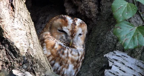 Tawny brown owl (Strix aluco) bathe in the sun in front of the breeding burrow Stock Footage 96121253